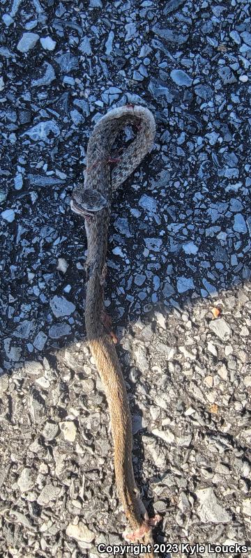 Northern Brownsnake (Storeria dekayi dekayi)