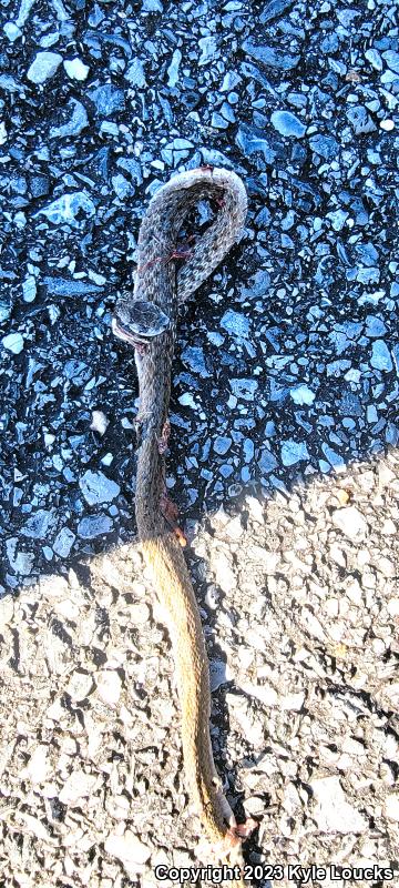 Northern Brownsnake (Storeria dekayi dekayi)