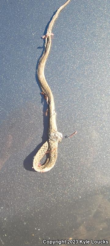 Northern Brownsnake (Storeria dekayi dekayi)