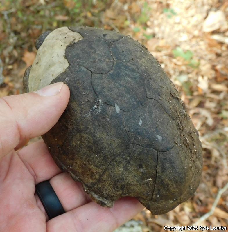 Eastern Musk Turtle (Sternotherus odoratus)