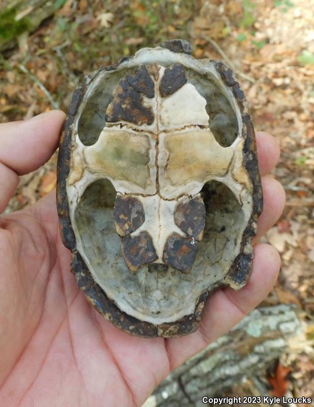 Eastern Musk Turtle (Sternotherus odoratus)