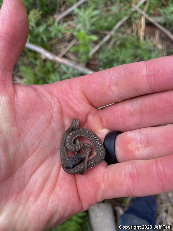 Wandering Gartersnake (Thamnophis elegans vagrans)