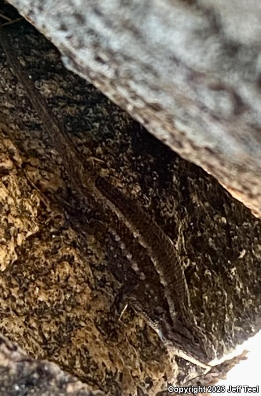 Plateau Fence Lizard (Sceloporus tristichus)