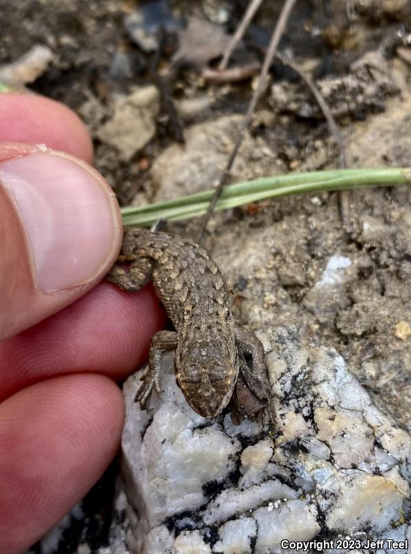 Plateau Fence Lizard (Sceloporus tristichus)