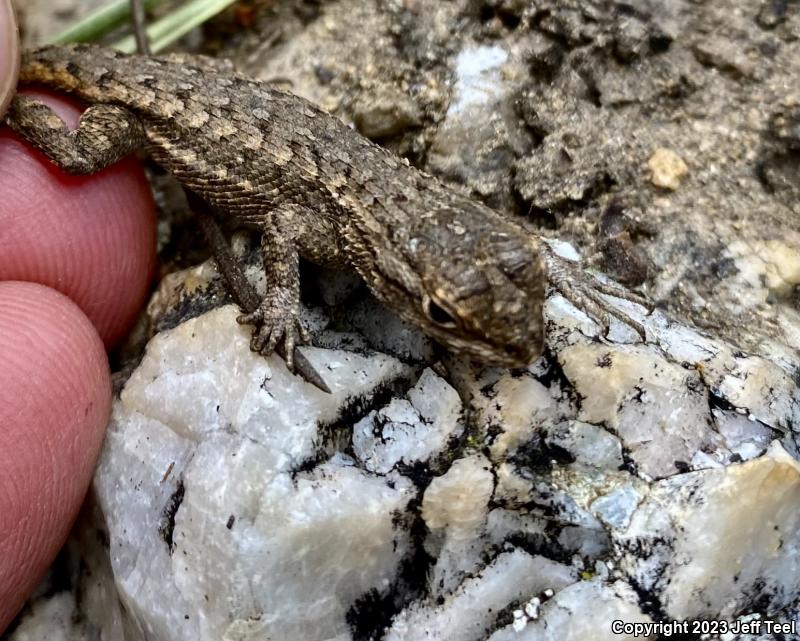 Plateau Fence Lizard (Sceloporus tristichus)