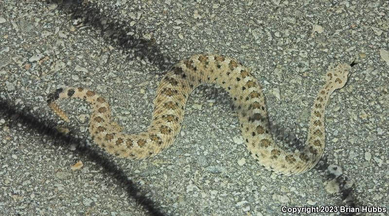 Mojave Desert Sidewinder (Crotalus cerastes cerastes)