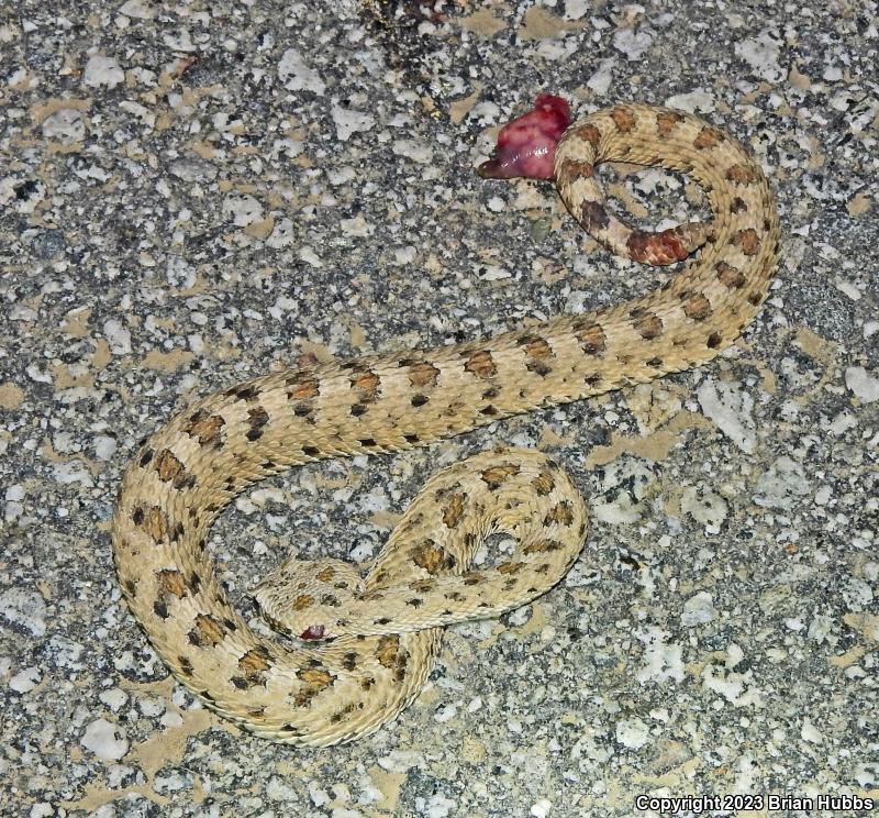 Mojave Desert Sidewinder (Crotalus cerastes cerastes)