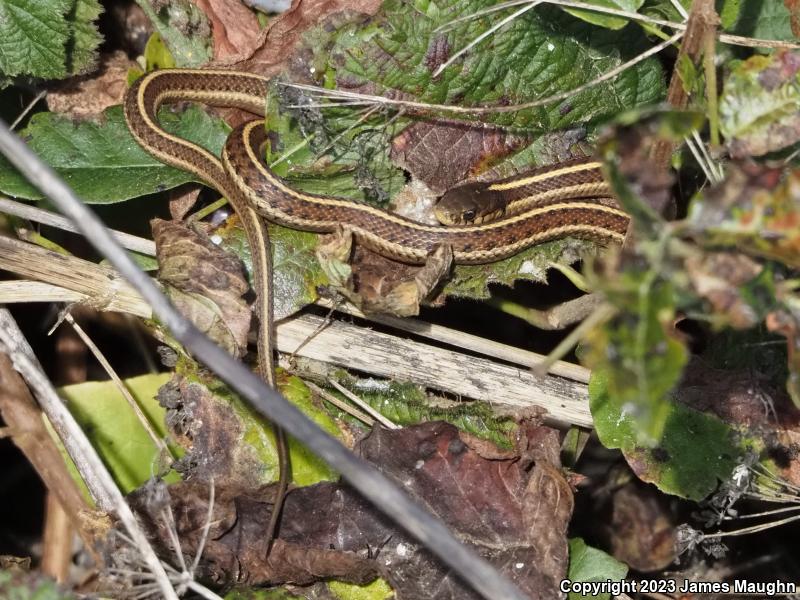 Coast Gartersnake (Thamnophis elegans terrestris)