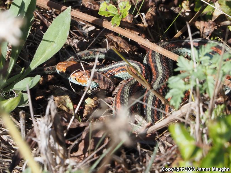 San Francisco Gartersnake (Thamnophis sirtalis tetrataenia)