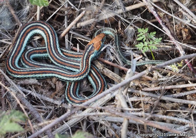 San Francisco Gartersnake (Thamnophis sirtalis tetrataenia)