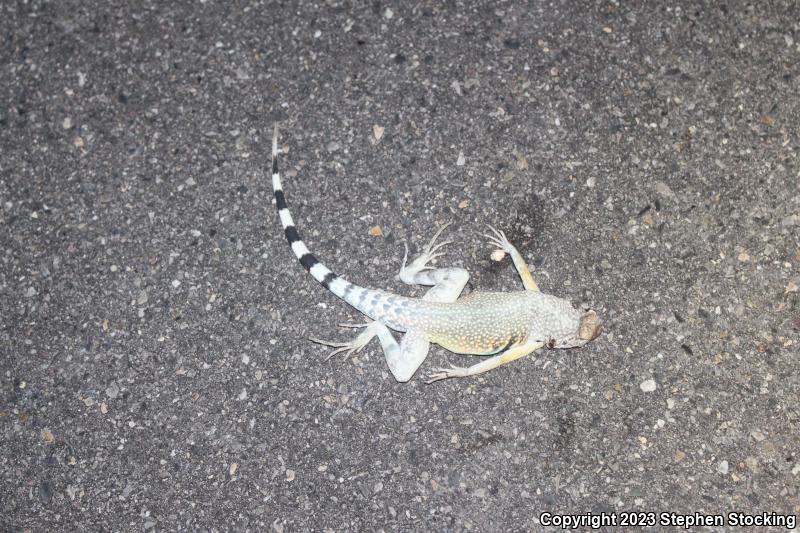 Zebratail Lizard (Callisaurus draconoides)