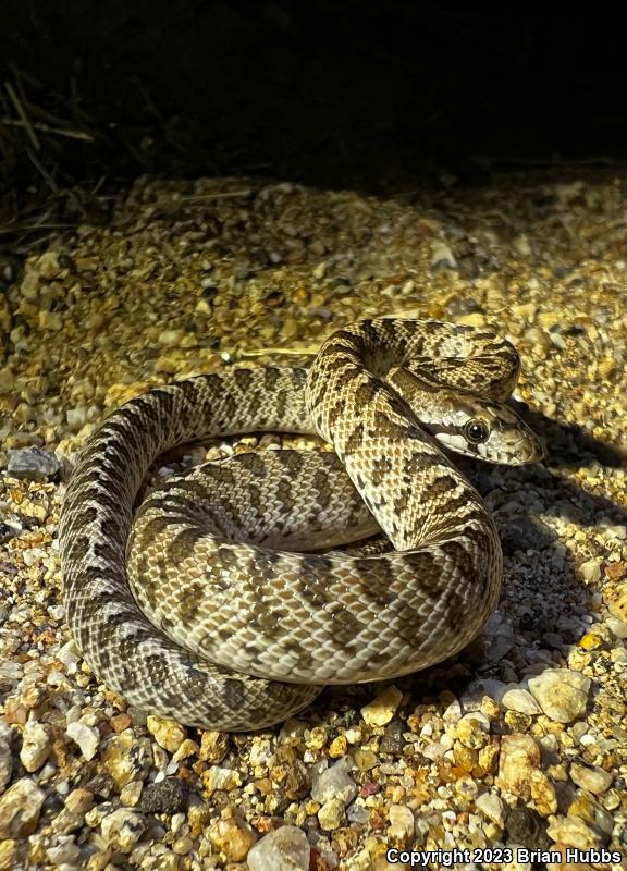 Desert Glossy Snake (Arizona elegans eburnata)