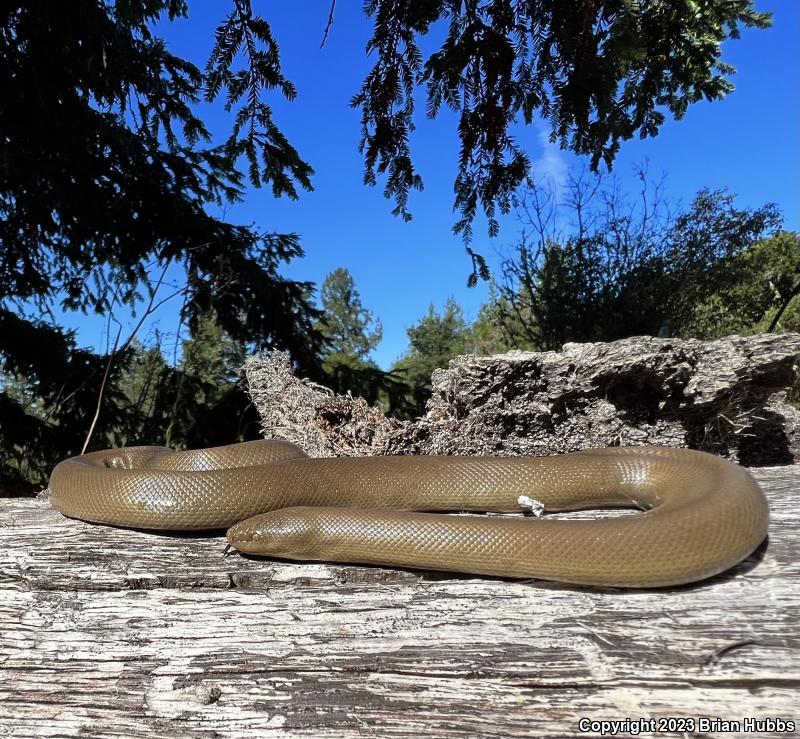 Northern Rubber Boa (Charina bottae)