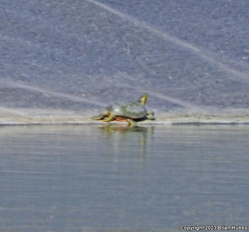 Western Painted Turtle (Chrysemys picta bellii)