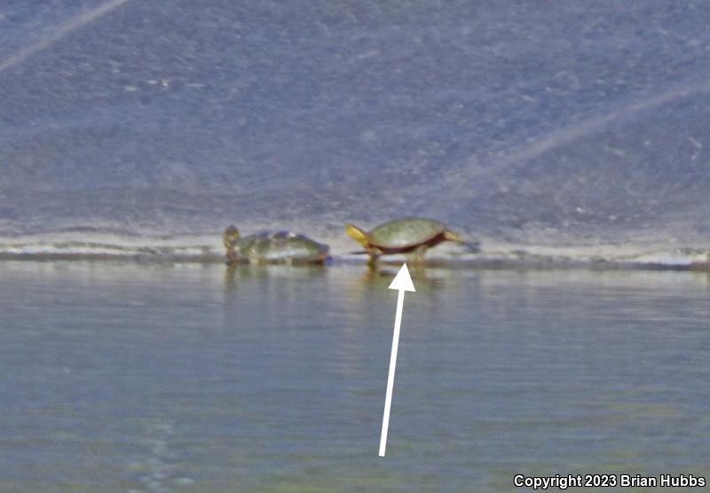 Western Painted Turtle (Chrysemys picta bellii)