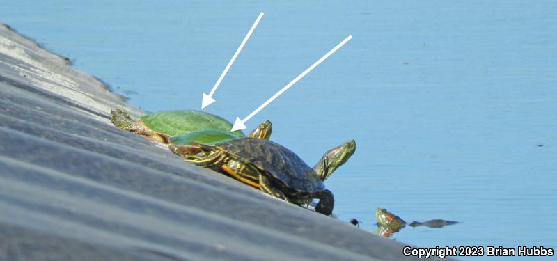 Western Painted Turtle (Chrysemys picta bellii)