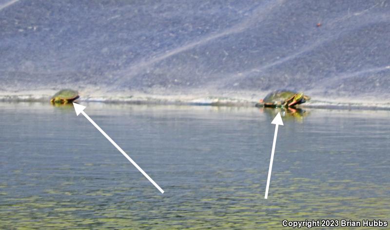 Western Painted Turtle (Chrysemys picta bellii)