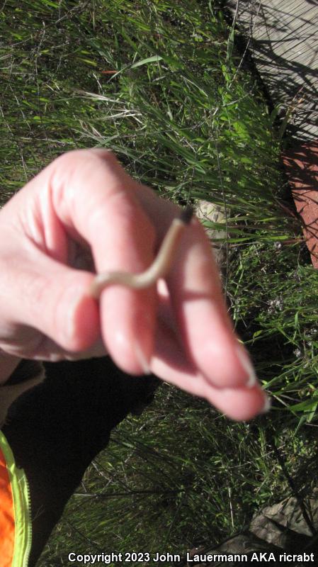 Western Black-headed Snake (Tantilla planiceps)