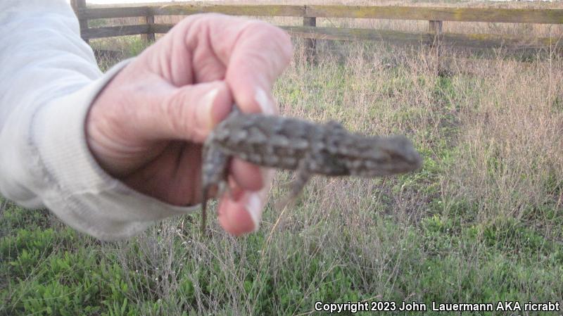 San Joaquin Fence Lizard (Sceloporus occidentalis biseriatus)