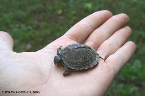 Eastern Box Turtle (Terrapene carolina carolina)