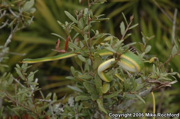 Rough Greensnake (Opheodrys aestivus)