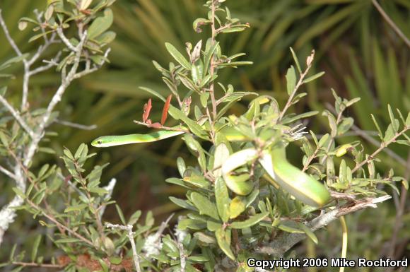 Rough Greensnake (Opheodrys aestivus)