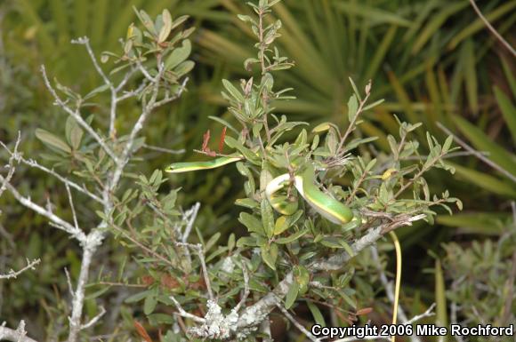 Rough Greensnake (Opheodrys aestivus)