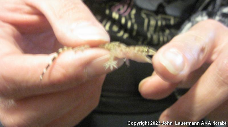 Turkish House Gecko (Hemidactylus turcicus turcicus)