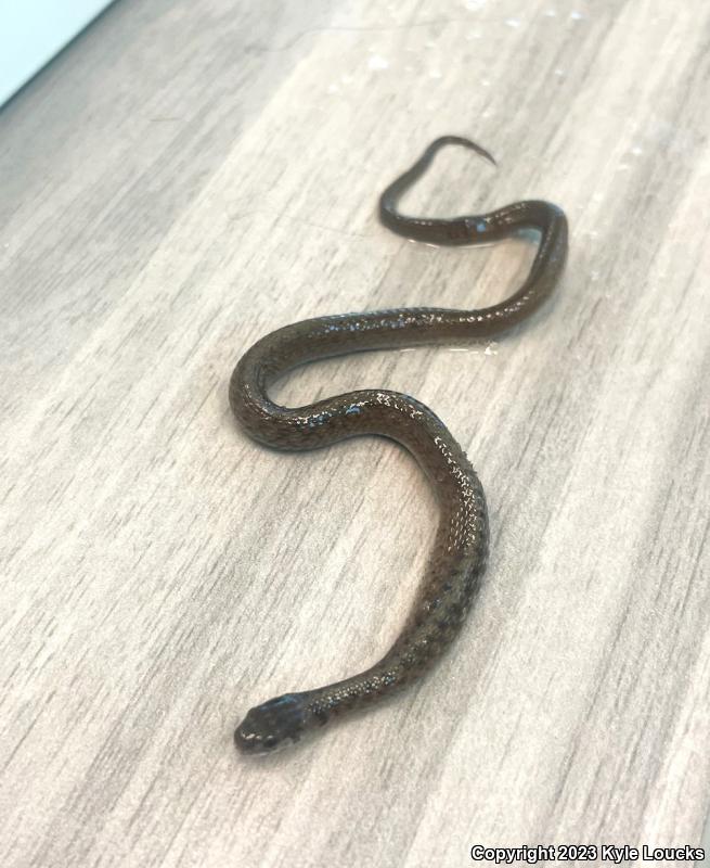 Northern Brownsnake (Storeria dekayi dekayi)