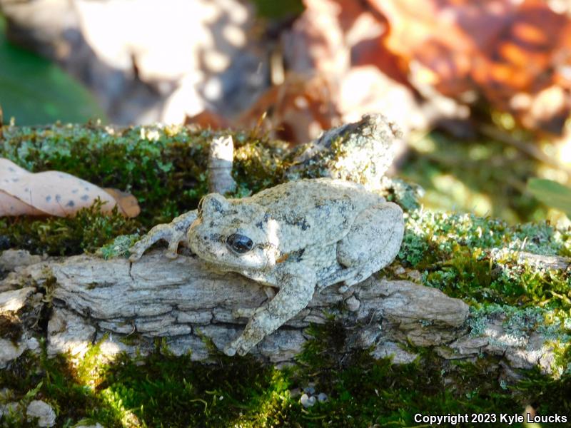 Gray Treefrog (Hyla versicolor)