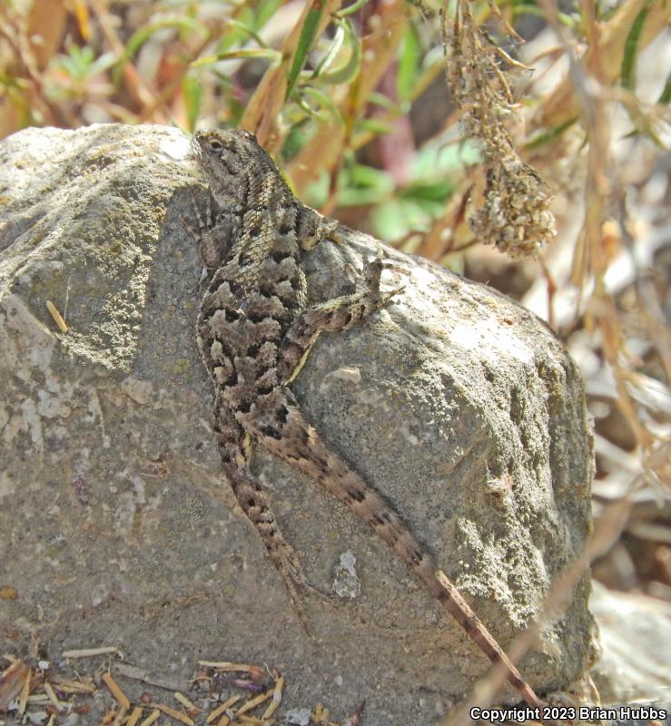 San Joaquin Fence Lizard (Sceloporus occidentalis biseriatus)