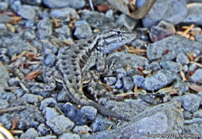 San Joaquin Fence Lizard (Sceloporus occidentalis biseriatus)