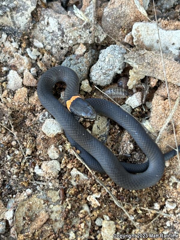 Prairie Ring-necked Snake (Diadophis punctatus arnyi)