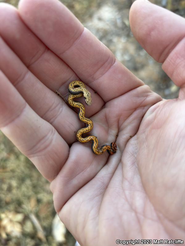 Prairie Ring-necked Snake (Diadophis punctatus arnyi)