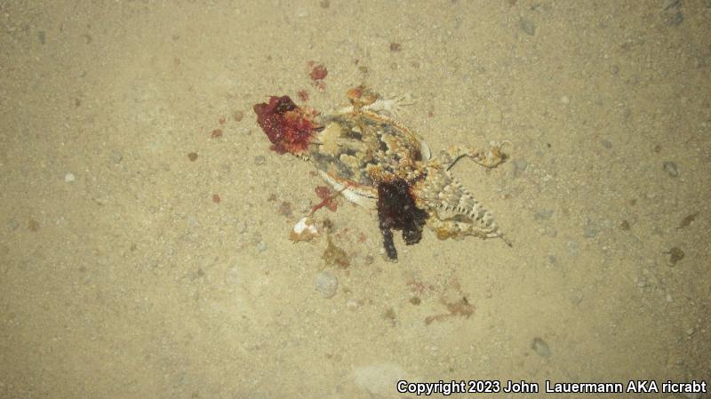 Southern Desert Horned Lizard (Phrynosoma platyrhinos calidiarum)