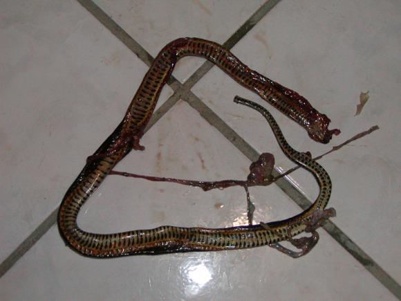 Five-striped Snake (Coniophanes quinquevittatus)