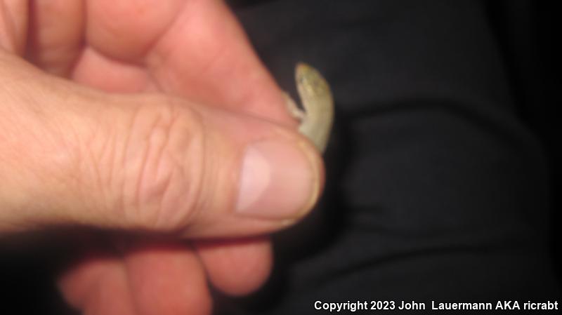 Desert Night Lizard (Xantusia vigilis vigilis)