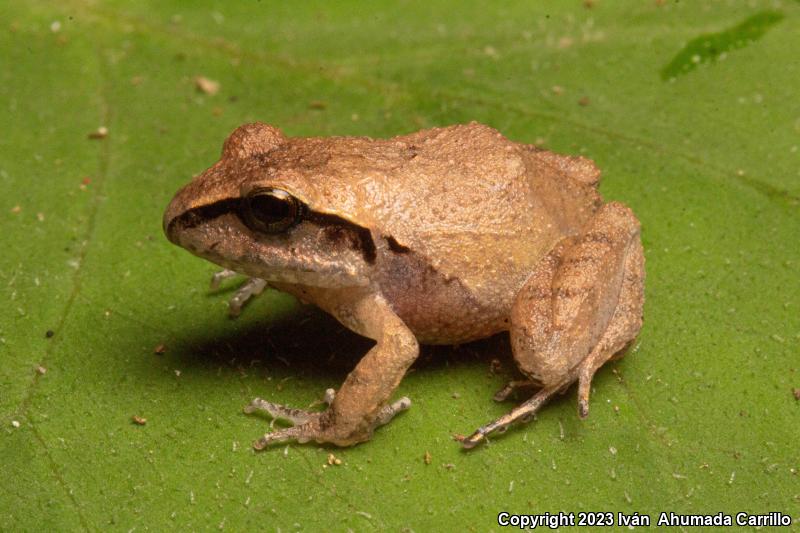 Taylor's Barking Frog (Craugastor occidentalis)