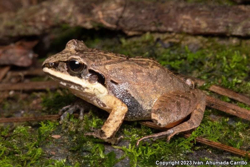 Taylor's Barking Frog (Craugastor occidentalis)