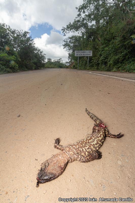 Beaded Lizard (Heloderma horridum)