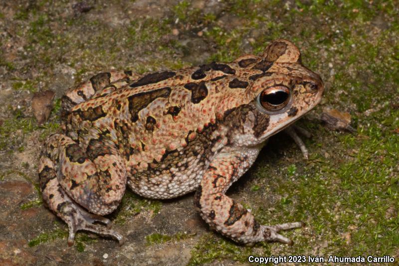 Marbled Toad (Ollotis marmorea)