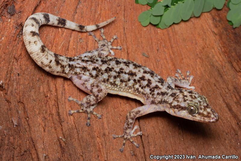 Lane's Leaf-toed Gecko (Phyllodactylus lanei)