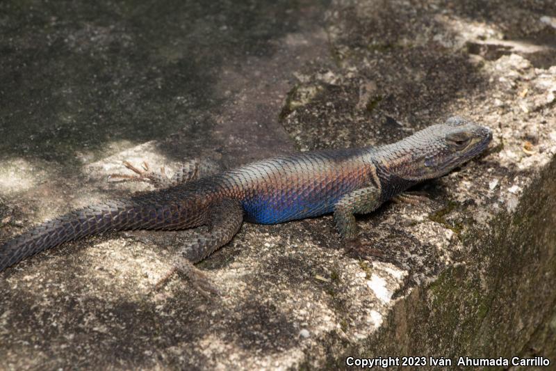 Dugès's Spiny Lizard (Sceloporus dugesii)