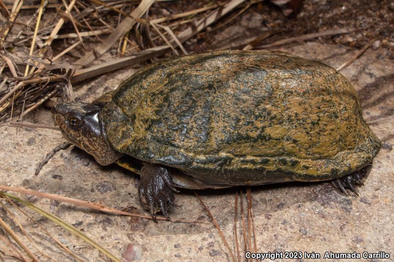 Mexican Mud Turtle (Kinosternon integrum)