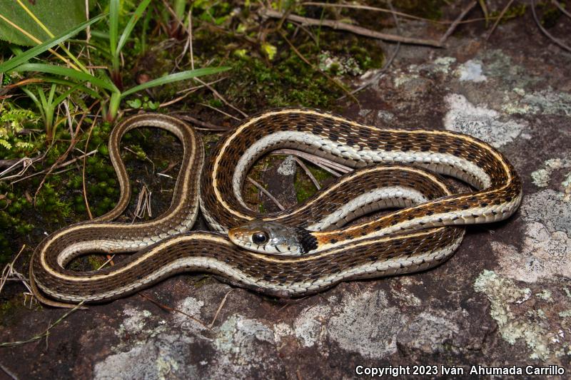 Black-necked Gartersnake (Thamnophis cyrtopsis)