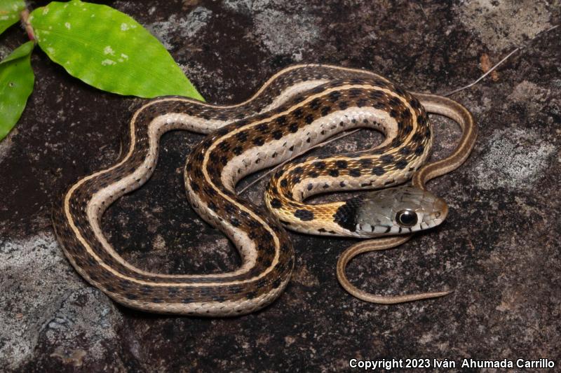 Black-necked Gartersnake (Thamnophis cyrtopsis)