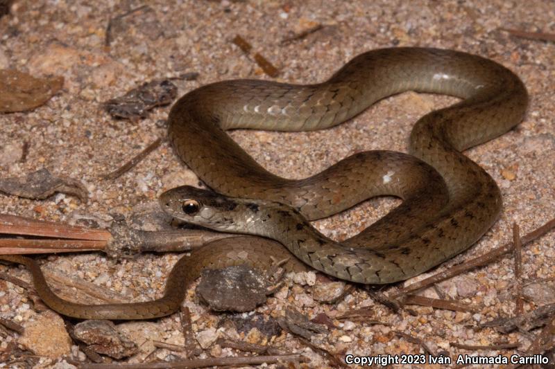 Mexican Brownsnake (Storeria storerioides)