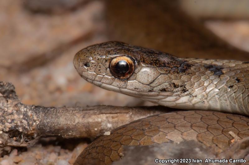 Mexican Brownsnake (Storeria storerioides)