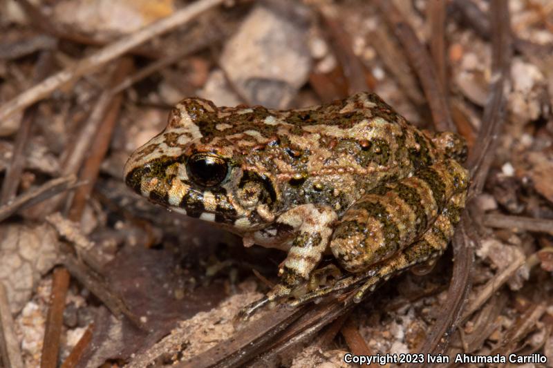 Taylor's Barking Frog (Craugastor occidentalis)