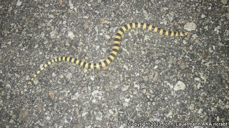 Mojave Shovel-nosed Snake (Chionactis occipitalis occipitalis)